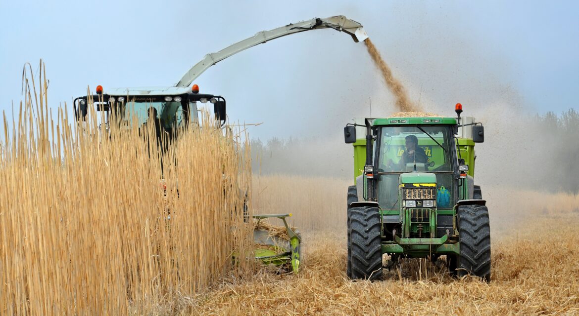 miscanthus miscos d.o.o. biofuel sustainable green energy