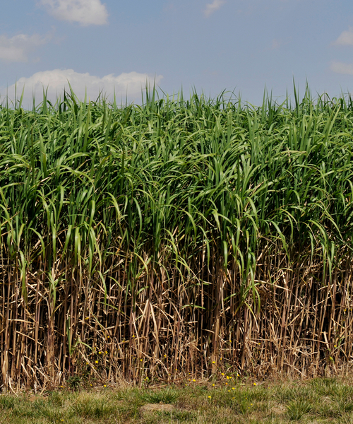 miscanthus miscos d.o.o. biofuel sustainable green energy